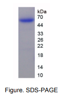 Recombinant Human Peptidase Inhibitor 16 (PI16)