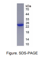 Recombinant Membrane Spanning 4 Domains Subfamily A, Member 1 (CD20)